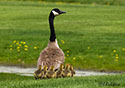 Branta canadensis